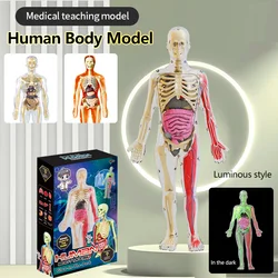 DIY Assembly of Noctilucent Human Organ Skeleton Model Anatomy For Early Childhood Biology Teaching Primary Secondary Students