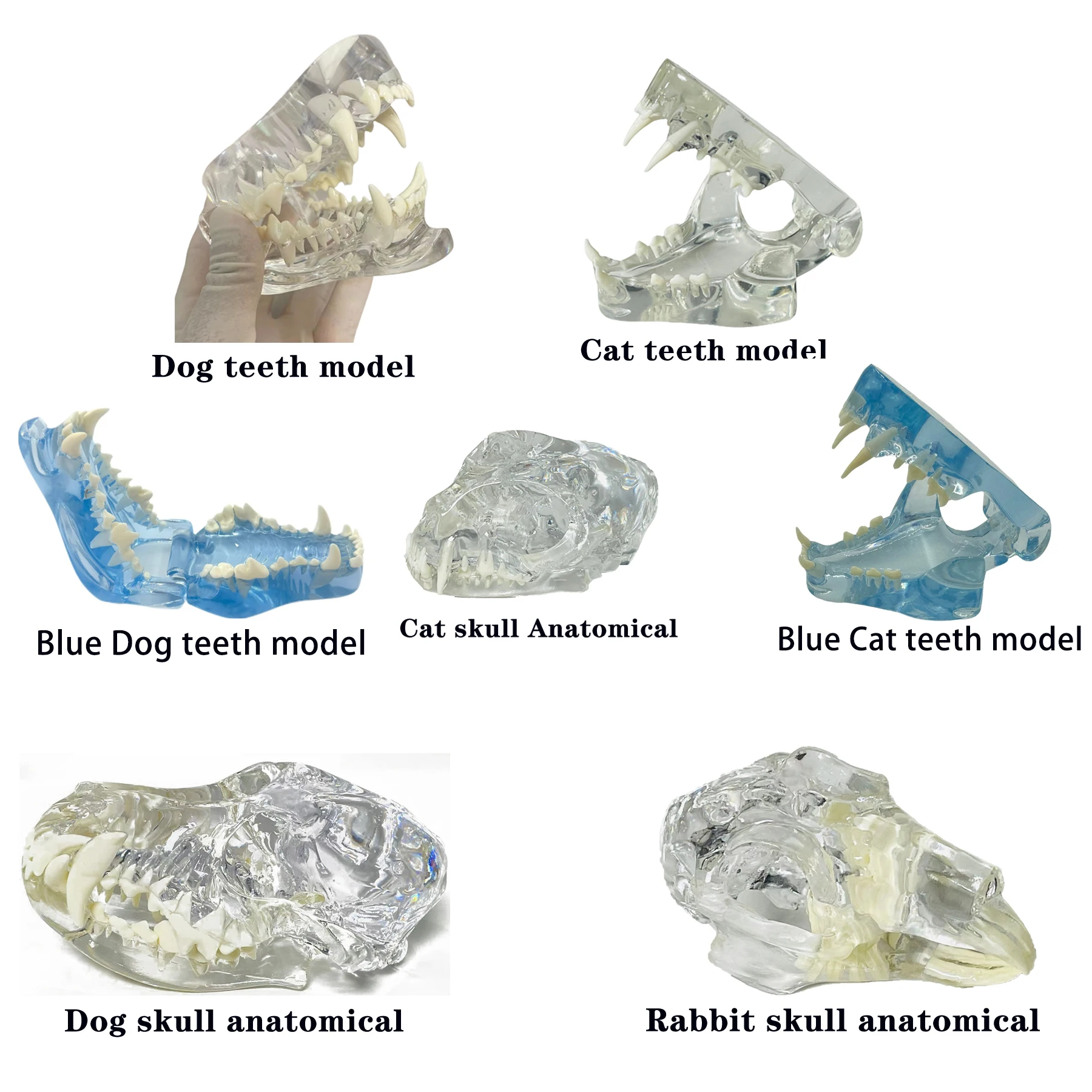 Dental Dog Cat Rabbit Clear Teeth Skull Model Canine Animals Oral Tooth Jaw Anatomical for Veterinary Education Demo Decoration