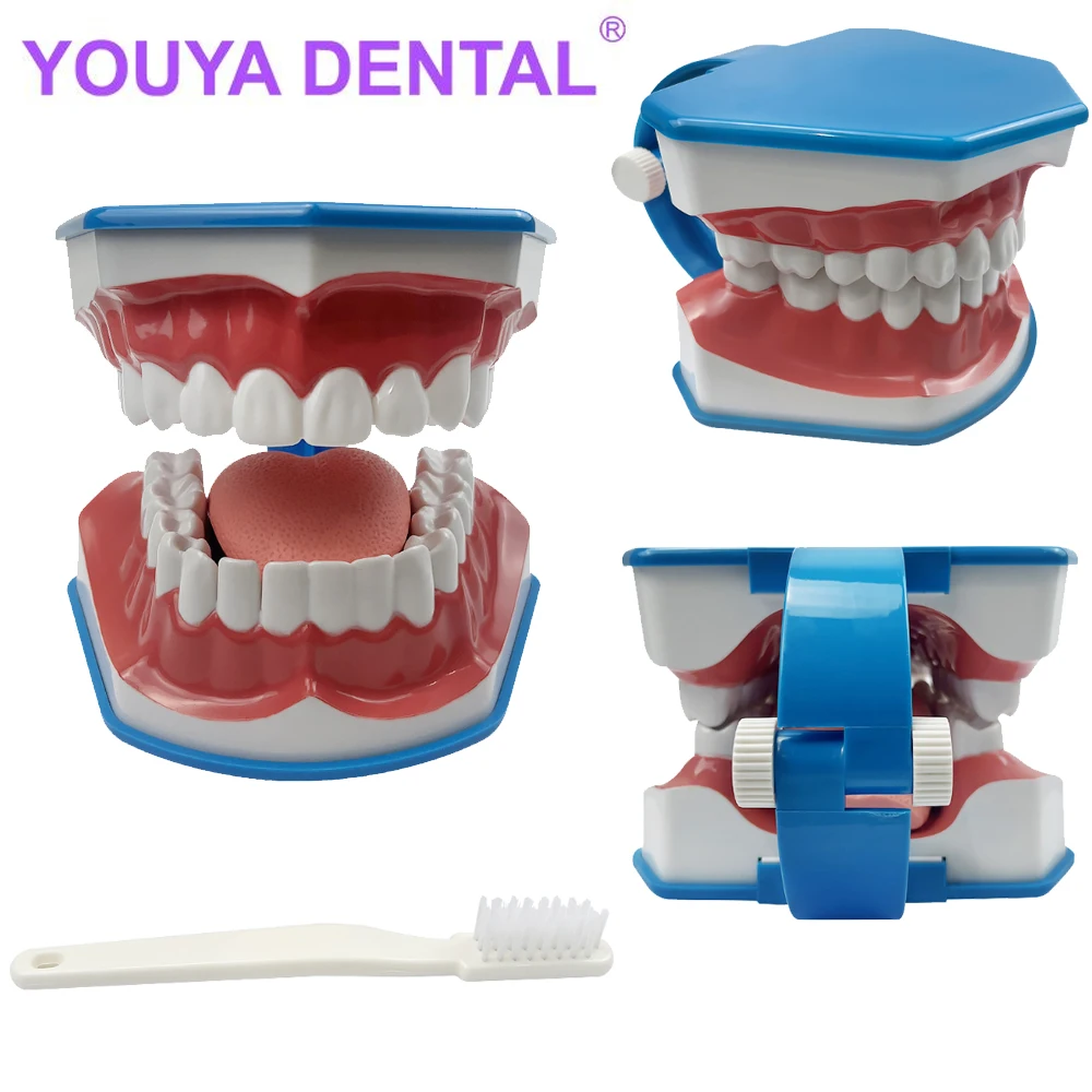 Blue Large Human Teeth Model with Toothbrush Dental Dentist Classroom Lab Teeth Brushing Teaching Tools Student Educational Toys