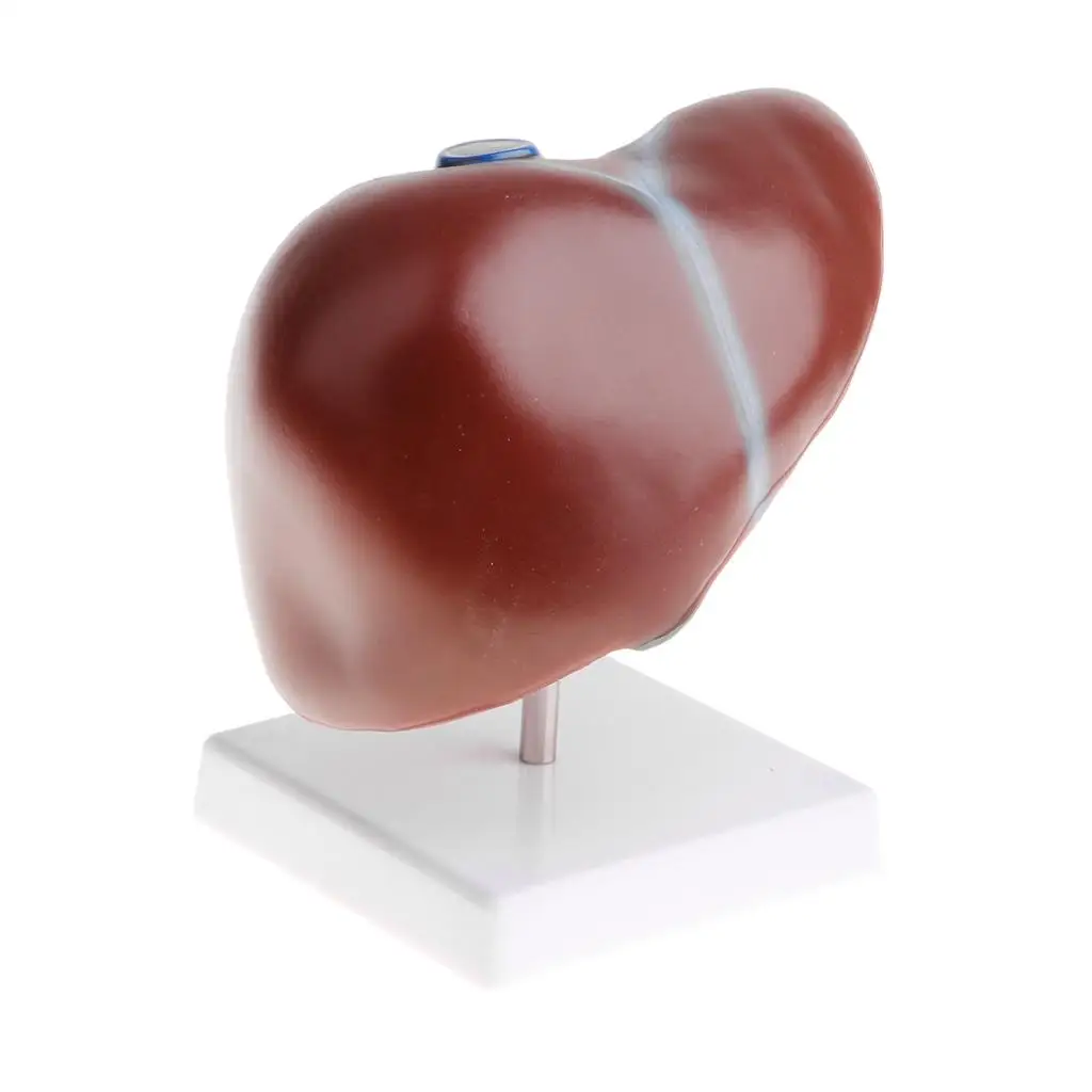 Human Liver PVC Structure Statue Educational Anatomy Model Medical Teaching Tool for School Lab Learning Display