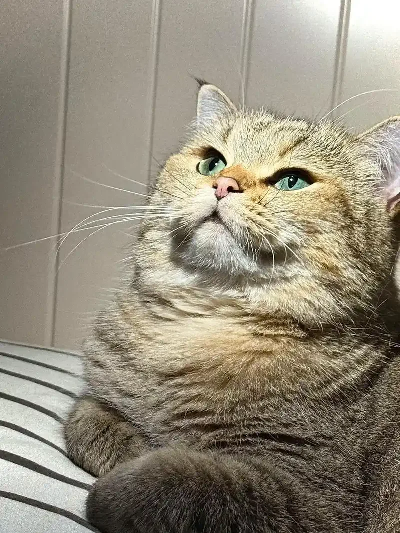 Caixa de ferramentas de parafuso de atualização de metal para modelo MN 1/12 MN128 MN86 G500 RC peças de carro