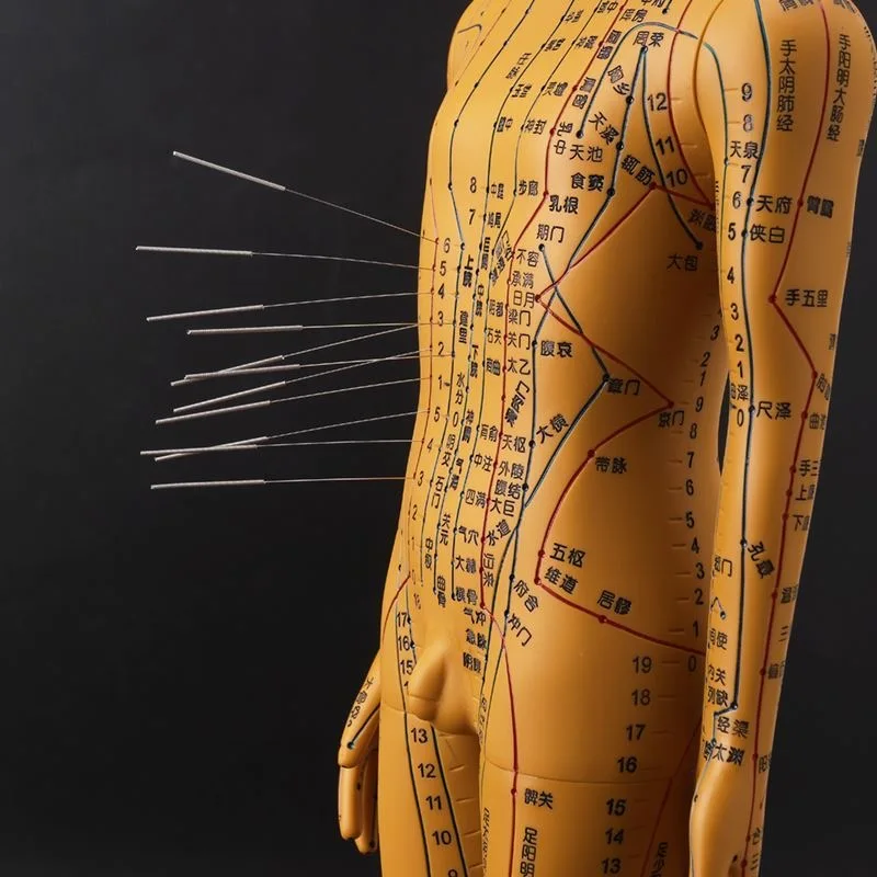 Acupuncture and moxibustion and Moxibustion Acupoint 52CM Human Body Model of Men and Women