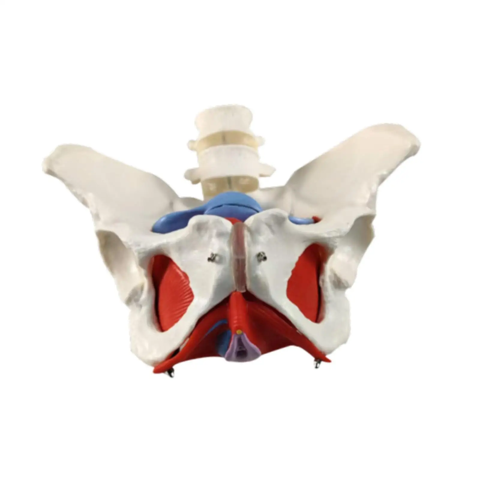 Female Pelvis Model Hip Model Women Health Model for Midwife in Obstetrics Gynecology Patent Communication Teaching Learning