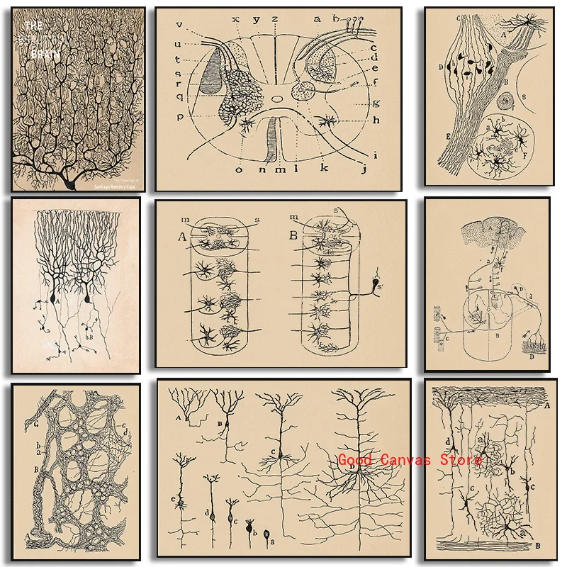 Neuron Drawing Poster Santiago Ramony Cajal Canvas Painting Brain Anatomy Anatomical Biology Illustration Print Art Home Decor