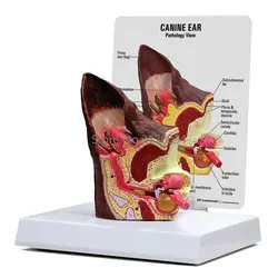 Canine Ear Model Animal Body Anatomy Replica of Dog Ear w/Common Pathologies for Veterinary Office Educational Tool