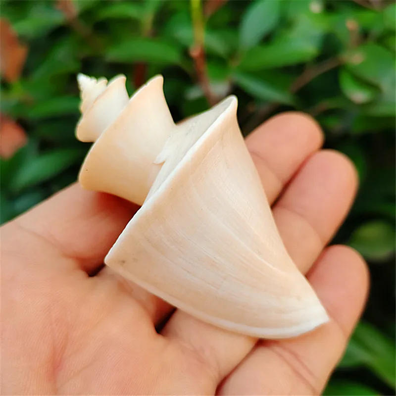 

Thatcheria Mirabilis Natural Rare Conch Shell Fish Tank Aquatic Landscape Decoration Specimen Mediterranean Nautical Home Decor