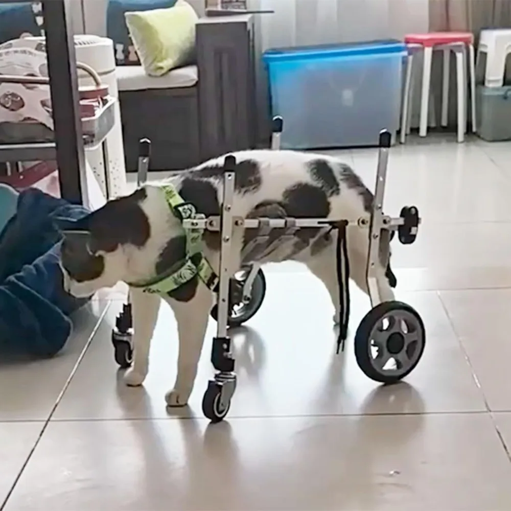 Pet Wheelchair For …