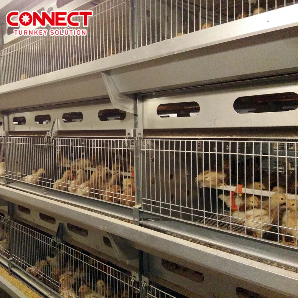 50000 Large Automatic Poultry Farm Automatic Broiler Feeder Chicken Battery Cage h Type System for Chicken Hencoop Line Factory