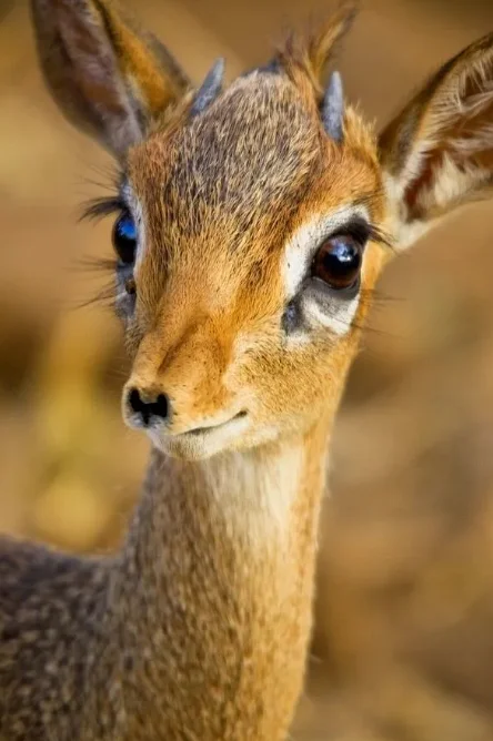 

Металлическая лебедка на радиоуправлении с беспроводным пультом дистанционного управления для 1:10 RC гусеничного грузовика Axial SCX10 90046 TRX4 TRX6 Redcat Gen8