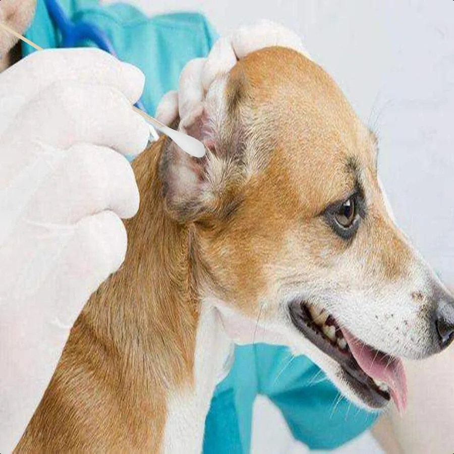 สำลีก้านยาว 6 นิ้ว ขนาดใหญ่ 200 ชิ้น สำหรับสัตว์เลี้ยง ทำความสะอาดปืน หรือแต่งหน้า