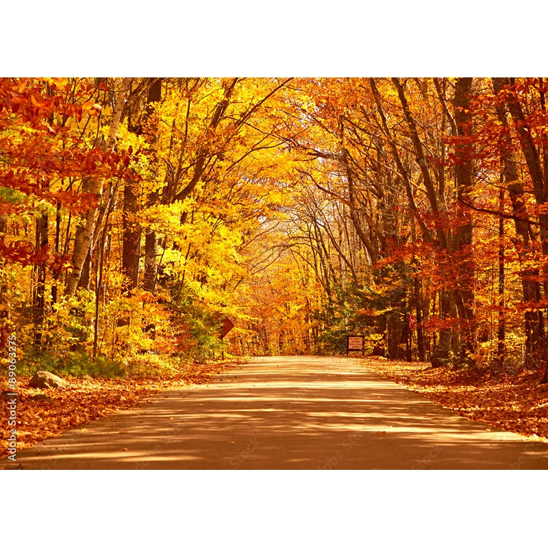 المناظر الطبيعية التصوير خلفية سقوط يترك الغابات المشهد السفر صور الخلفيات استوديو الدعائم 211224 QQTT-02