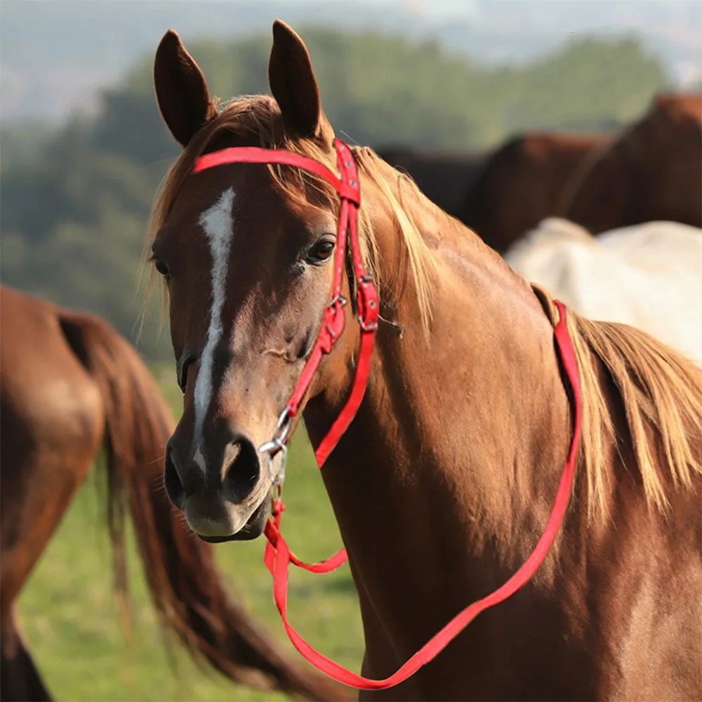 Genuine Leather Anatomical Nylon Horse Bridle and Halter Adjustable Embossed Horse Equipment