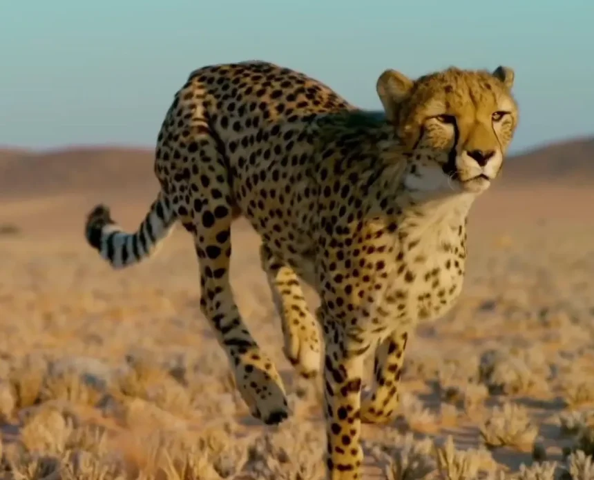 650MM 50KM/H 브러시리스 RC 스피드보트 - 2.4G, 합금강, 고속 장난감 (한 가지 모델 판매 중)