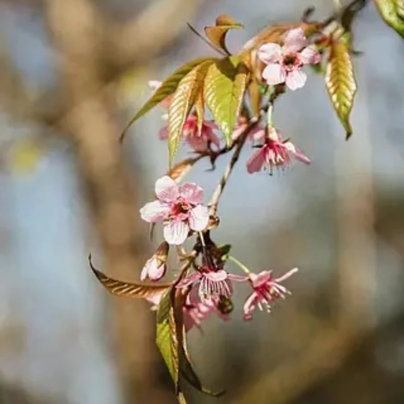 

Сервопривод JX PDI-HV7232MG 30 кг, большой крутящий момент, 180 градусов, высоковольтный цифровой сервопривод для радиоуправляемого вертолета, модели самолета