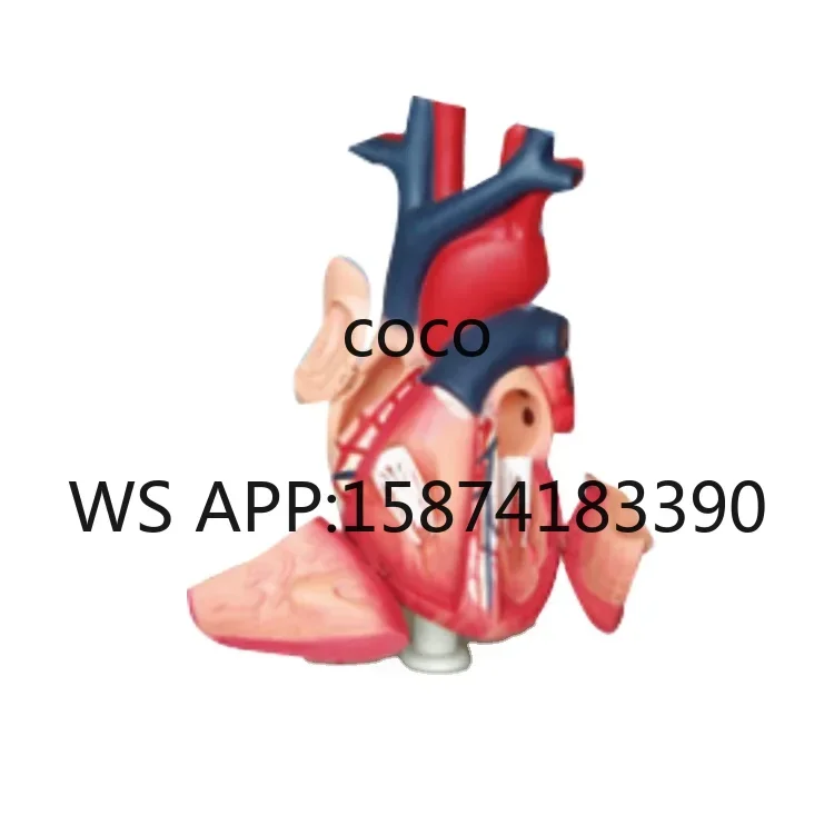 Educational N015 Human Heart Model Medical Science Teaching Instruction Supplies