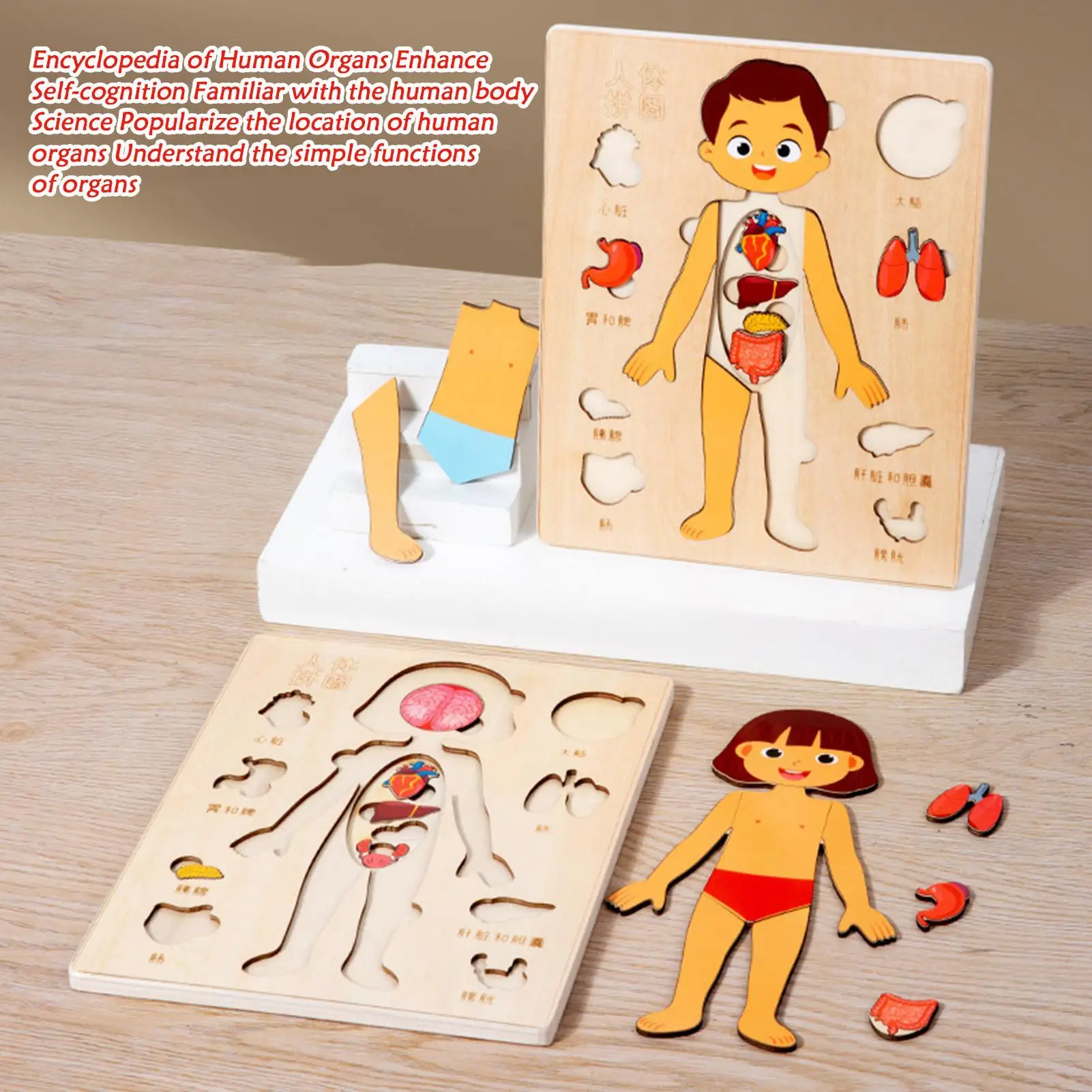 

Human Anatomy for Kids Educational Wood Human Body Puzzle Scientific Toys for Toddler Travel Boys Girls Youth Hospital School
