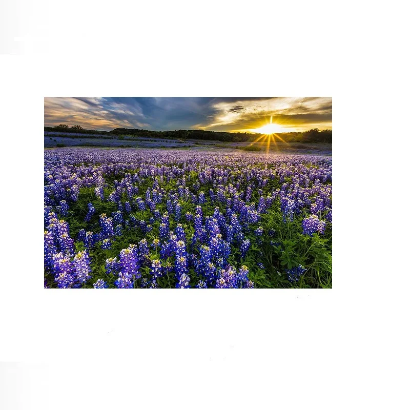Bluebonnet Texas Flowers Field At Sunset Bend Photo Landscape, Art Picture Print Canvas Poster Home Wall Decor