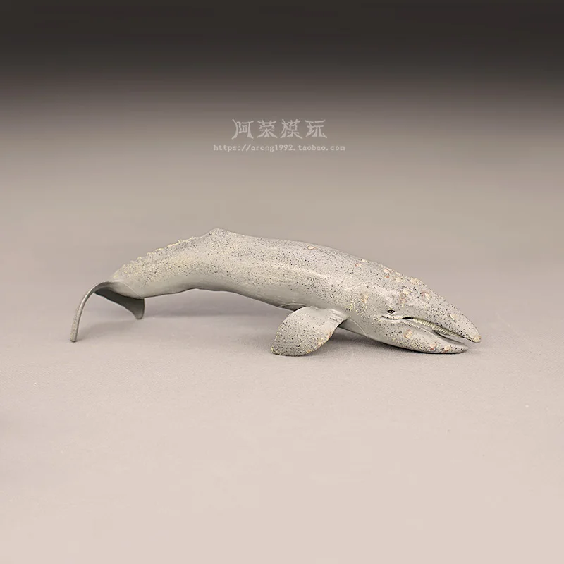 محاكاة المعرفية نماذج شخصيات الحيوانات البحرية الحوت الأزرق الحوت الأبيض الحوت الأحدب الحوت مصغرة زخرفة الملحقات #4