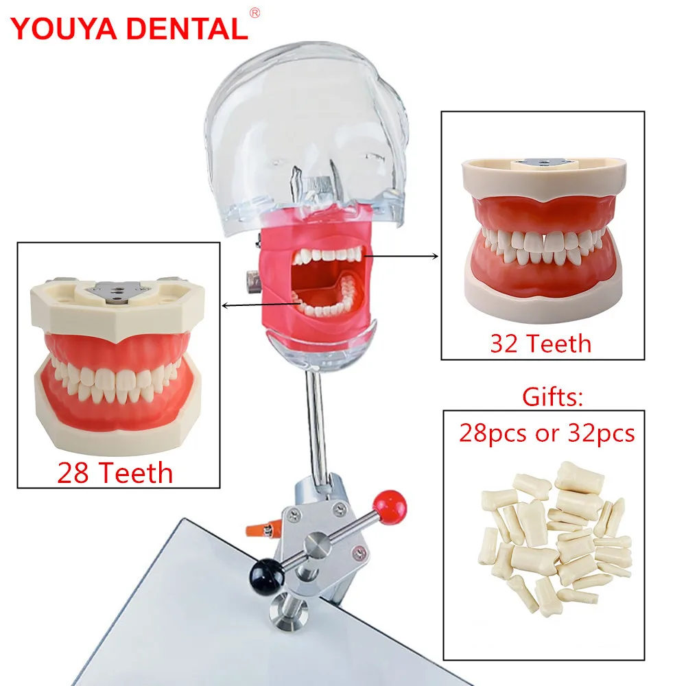 Dental Simulator Phantom 28/32 Teeth For Nissin Dentistry Educational Simple Head Model Manikin Unit Kit For Training Teaching