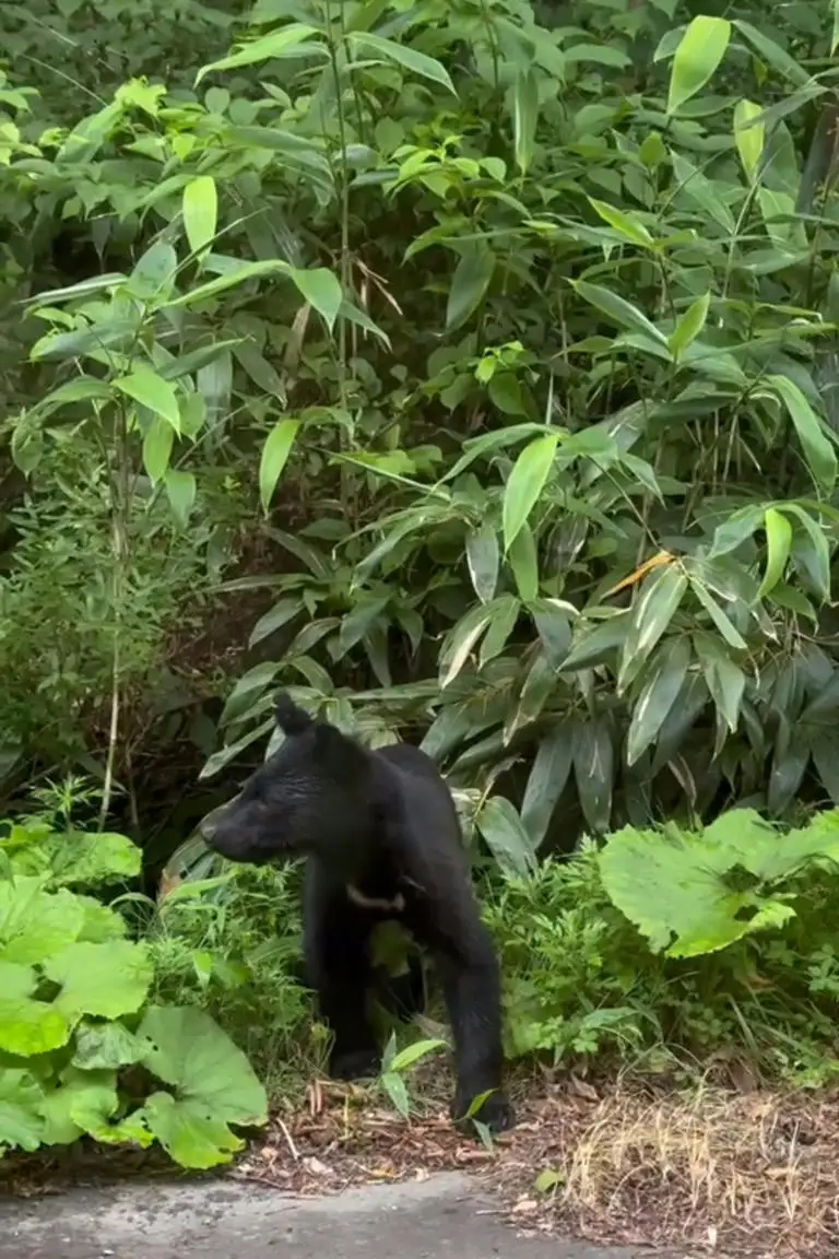 

Metal Wheelie Bar for Arrma 1/8 KRATON Typhon Outcast Notorious Talion RC Car Upgrade Parts Accessories