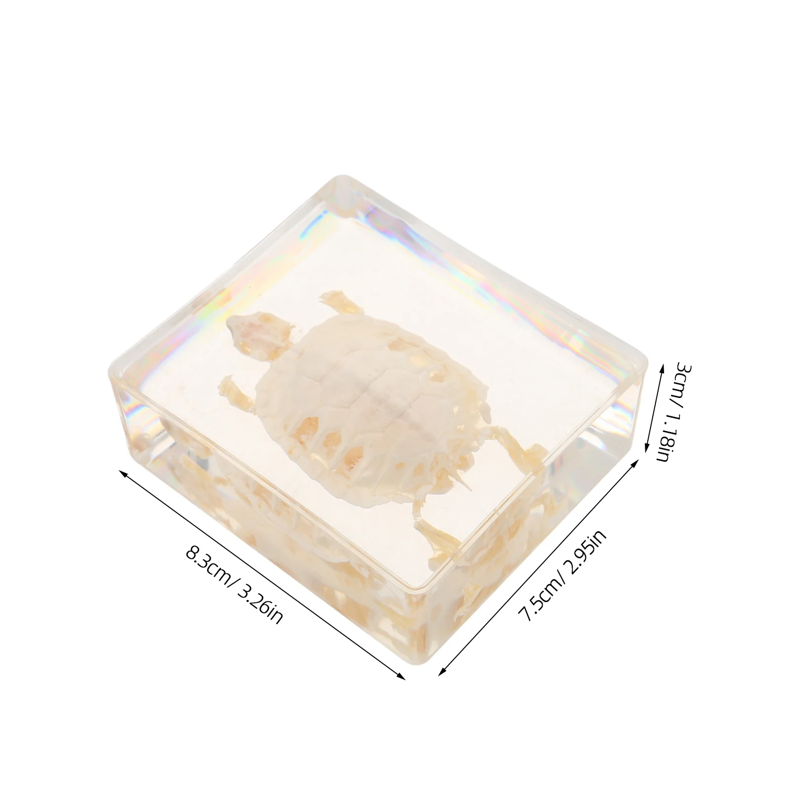 Authentic Brazilian Turtle Specimen for Educational Display Biology Science Anatomy Study Real Animal Bone Structure