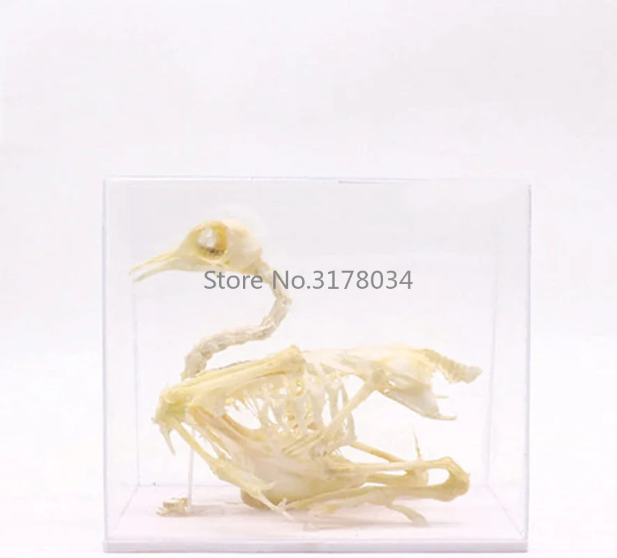 Animal Skeleton Model Pigeon Skeleton Specimen Art Bone Vet Medicine for Collectibles Props Medical Teaching Tool Toy