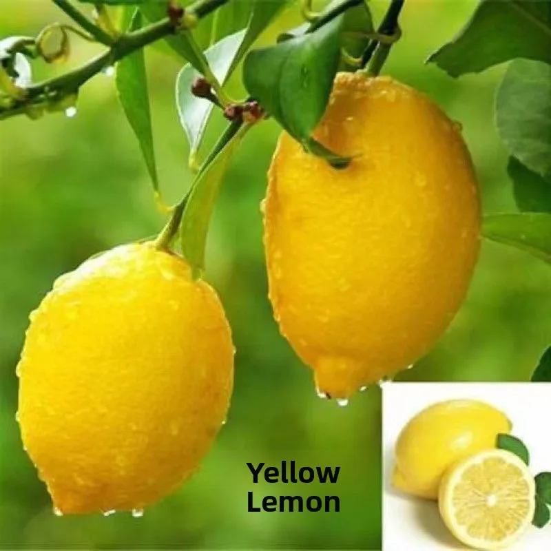 

Женская увлажняющая футболка с коротким рукавом Ciwalk Fashion, летняя коллекция 2025, с принтом «Желтое лимонное дерево» и «Кислый лимон»