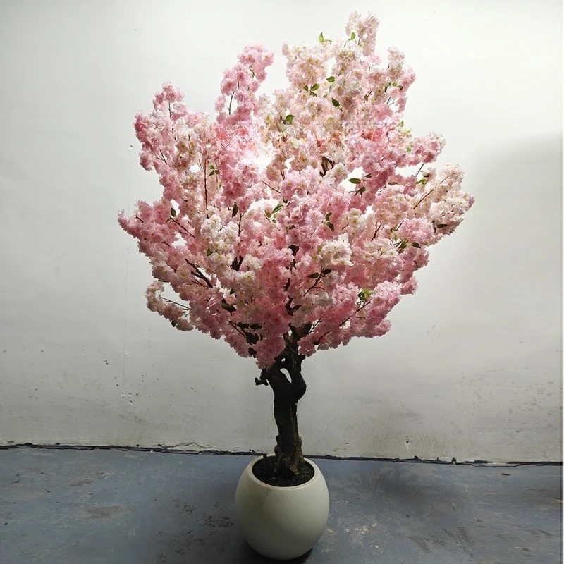 Real Cherry Blossom Tree Scenic Area Ornamental Point Cherry Blossom Tree Solid Wood Cherry Blossom Tree