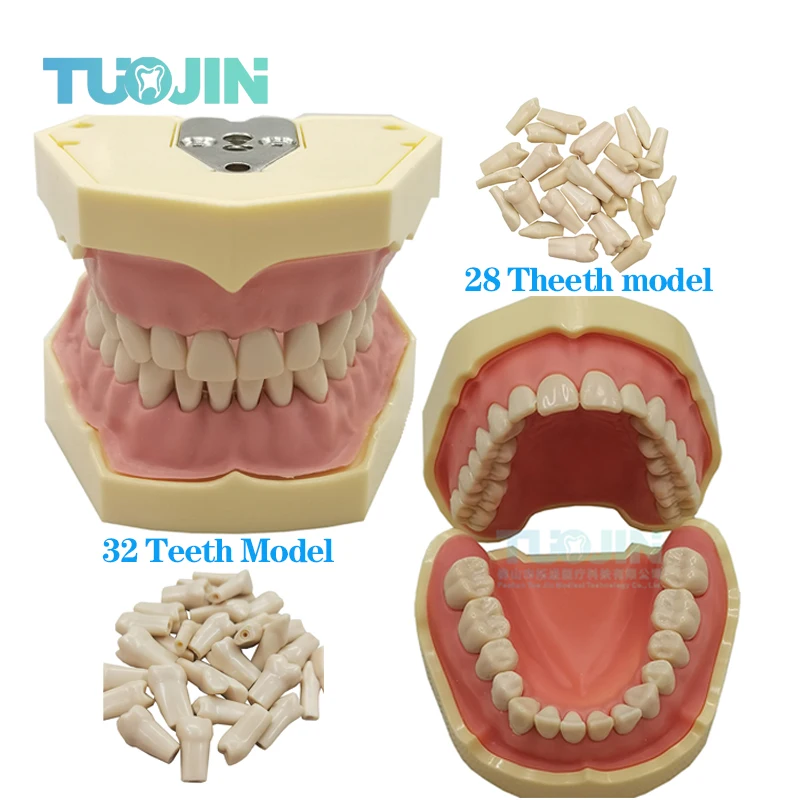 Model zębów dentystyczny pasuje model zębów modelu standardowego Model nauczania dentystycznego AG-3 z 28 sztukami wkręcanymi teetami