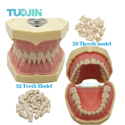 Model zębów dentystyczny pasuje model zębów modelu standardowego Model nauczania dentystycznego AG-3 z 28 sztukami wkręcanymi teetami demonstracyjnymi