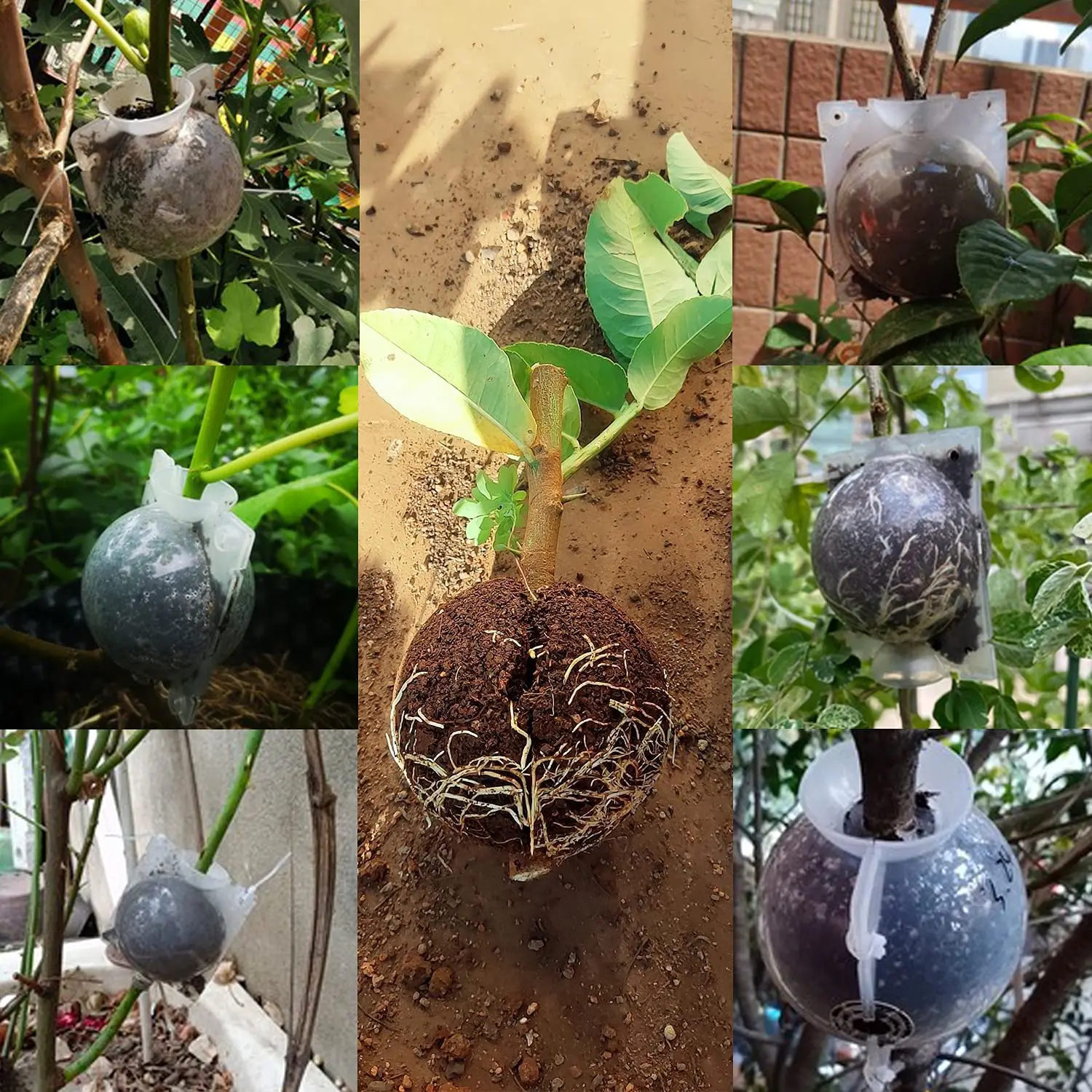 الجملة ارتفاع ضغط انتشار الجذر تزايد صندوق النبات تأصيل الكرة حديقة قابلة لإعادة الاستخدام قطع تطعيم الكرة معدات تربية