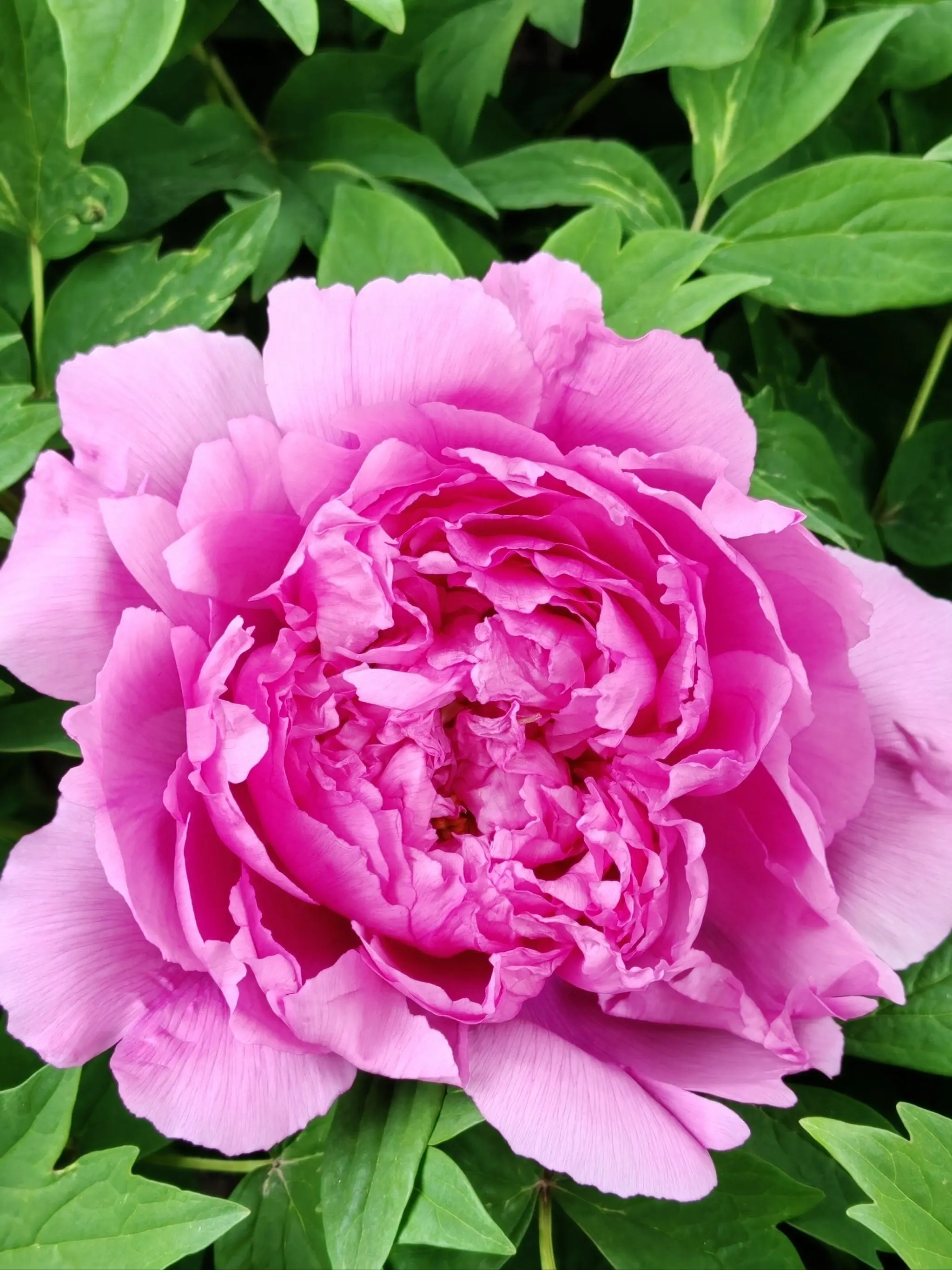 НОВЫЙ сменный аккумулятор для LG Cord Zero A9, A9S, P9, A9K-CORE, A9MAX, A9T-Ultra, A9K-PRO, A9N, A9M, A9 Plus 25,55 В 5000 мАч