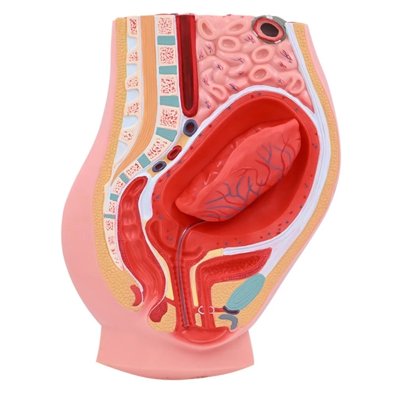 

Anatomical Female Reproductive System Model Shows Details of Female Pelvic Section, Uterine, Ovarian, Pelvic