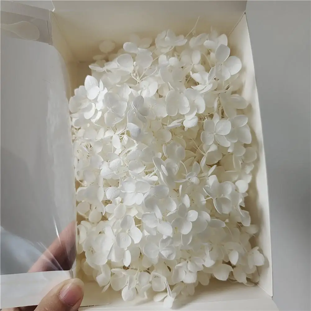 1 Box Preserved Dried Flower Long-lasting Natural Fresh Hydrangea Flower Heads DIY Eternal Life Flowers Material Wedding Favors