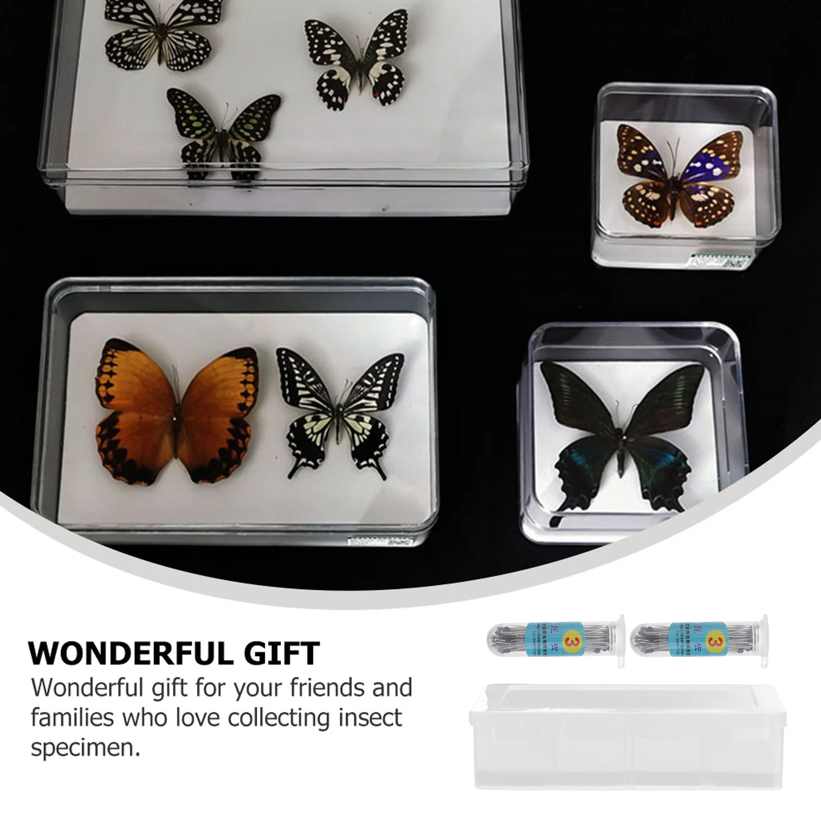 1Set Specimen Box Clear Transparent Durable Display Case Plant Insect Display Storage Jewelry Organizer Education Tool