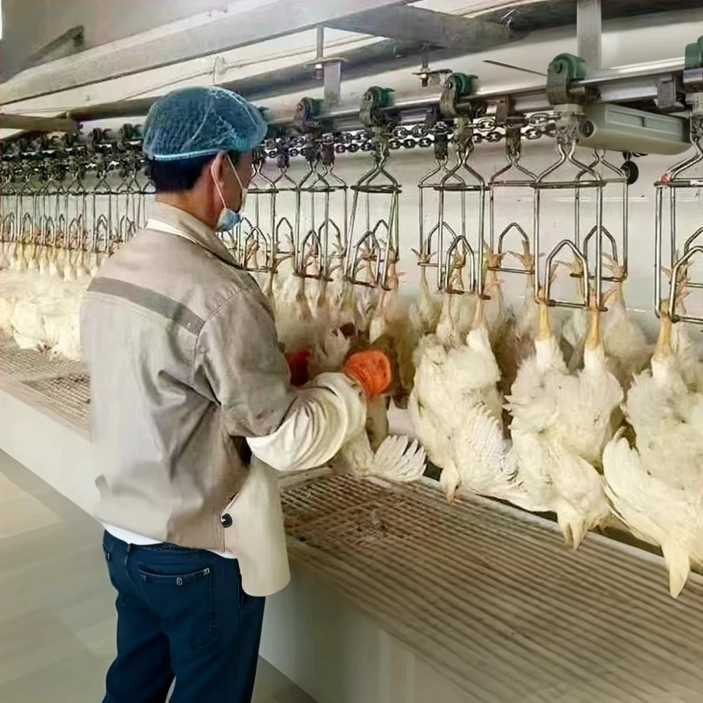 Fully Automated System  Modular Chicken Processing Line Suitable for Small to Large Farms 500- 4000 Chickens Per Hour