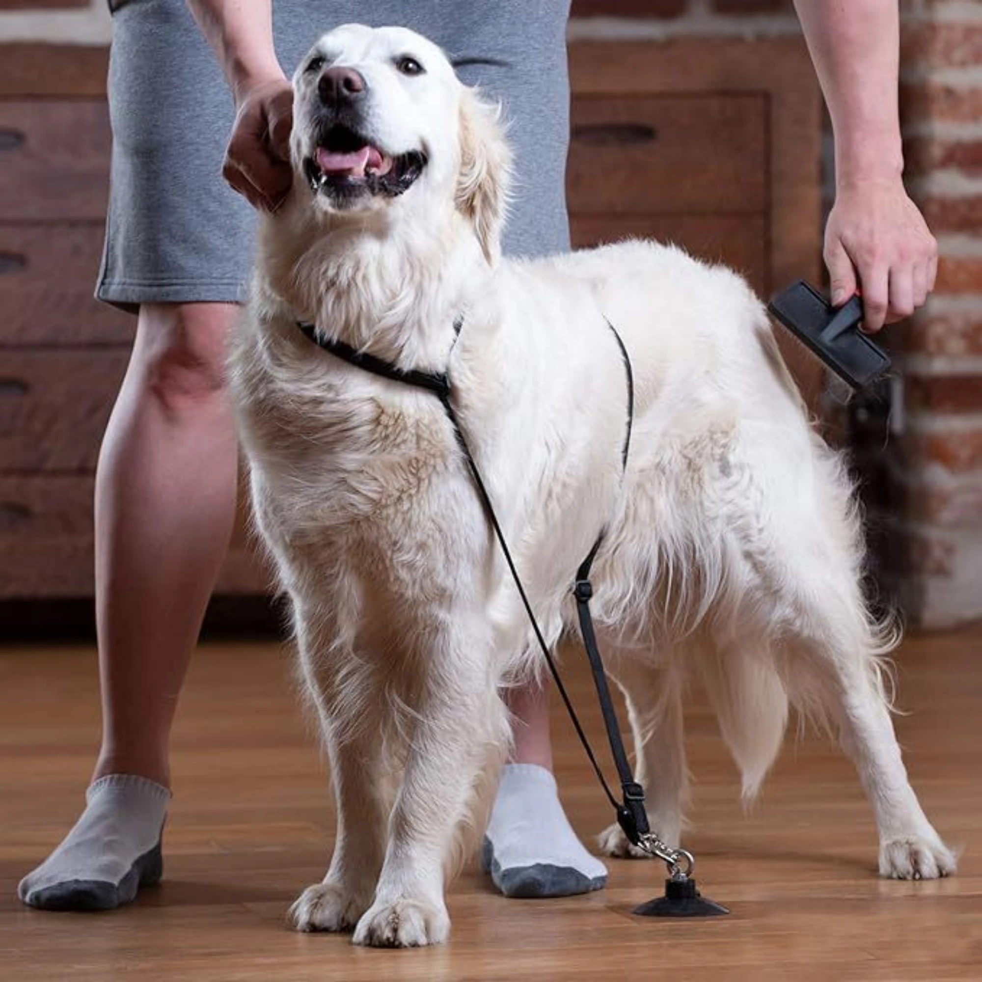Adjustable Pet Bathing & Grooming Restraint – Tether Loop with Strong Suction Cup Sfa876f42f51346d0a903634f4bf0abeb3