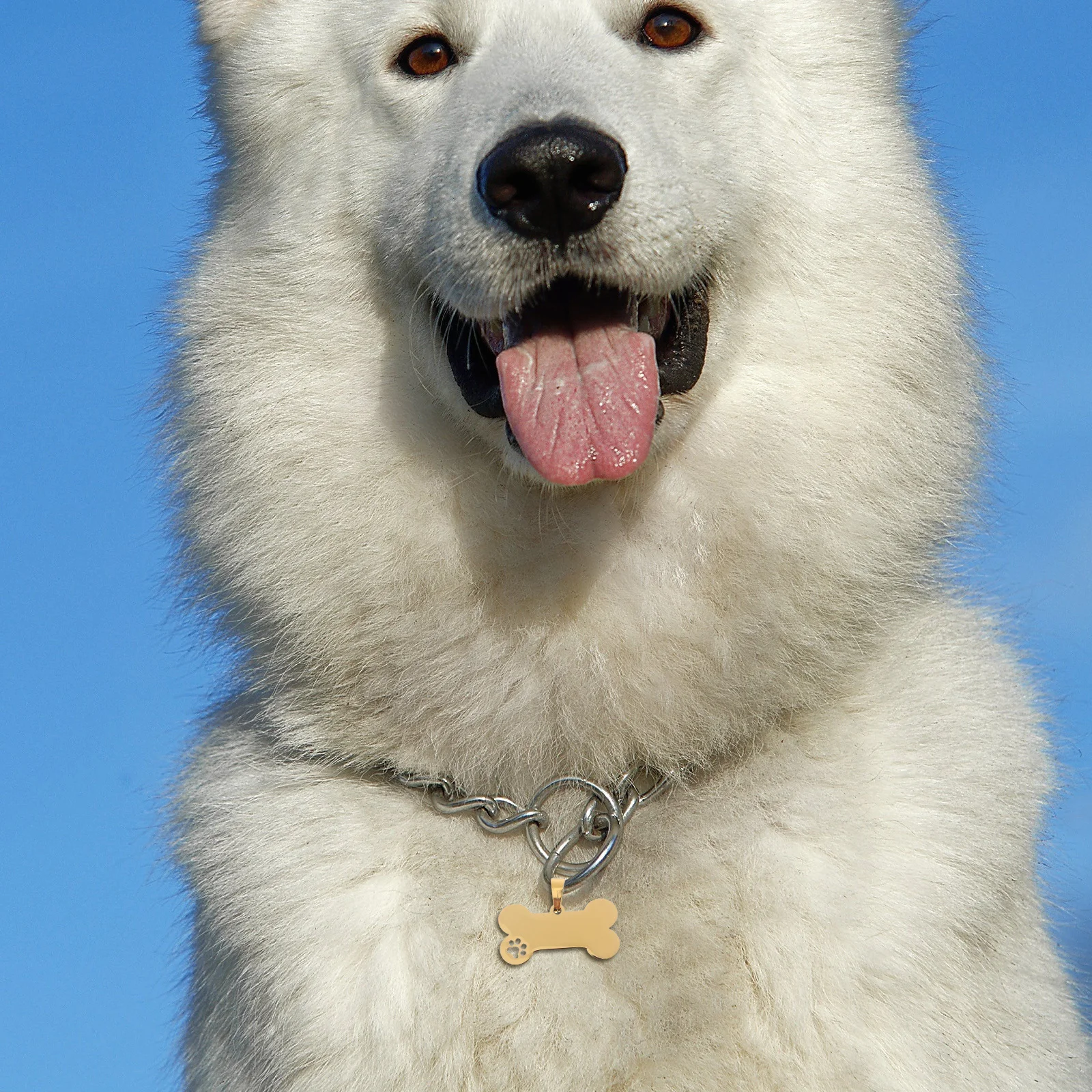 

4Pcs Stylish Pet Tags Engraved Dog Name Label Stainless Lost Proof Identification Badge for Dogs