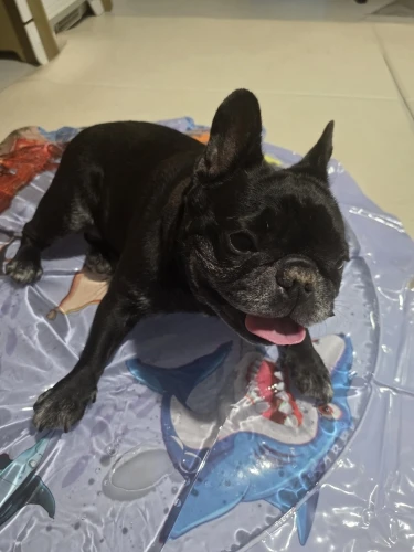 Summer pet cooling mat，Thickened Inflatable Water Mat For Cat And Dog Pet Playmat With Fish Sea Ocean Theme Sensory Toy Water photo review