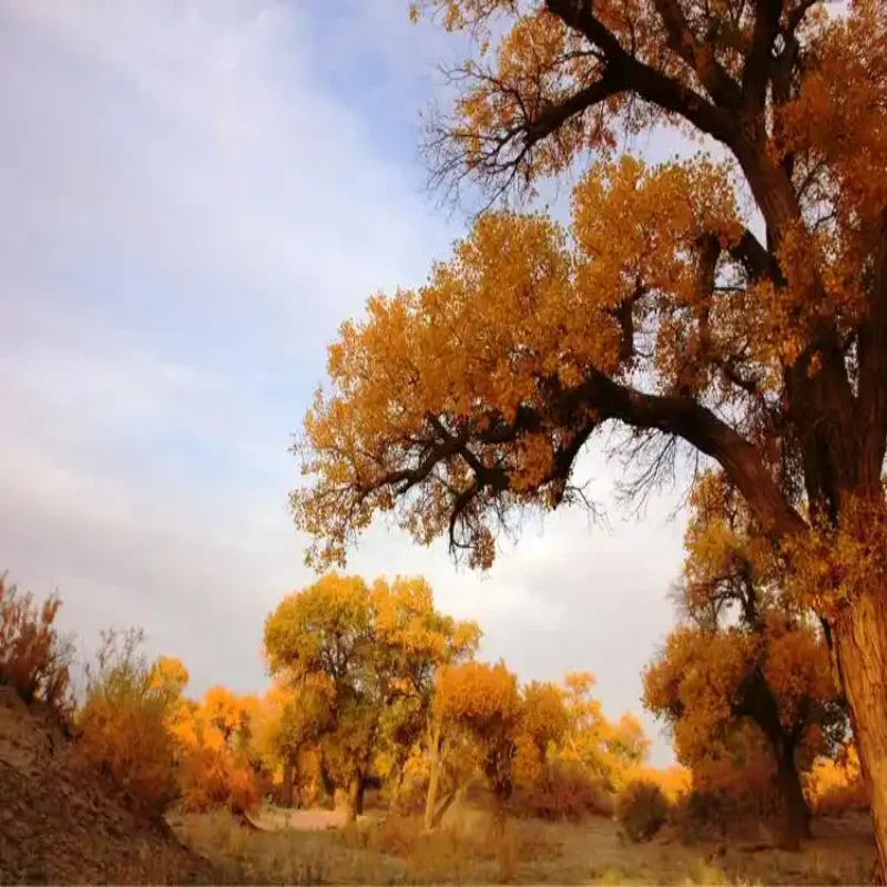 

For Lincoln MKZ 2017-2020 Electric Tailgate Car Lift Auto Automatic Trunk Opening Electric Motor for Trunk Car Accessory Baseus