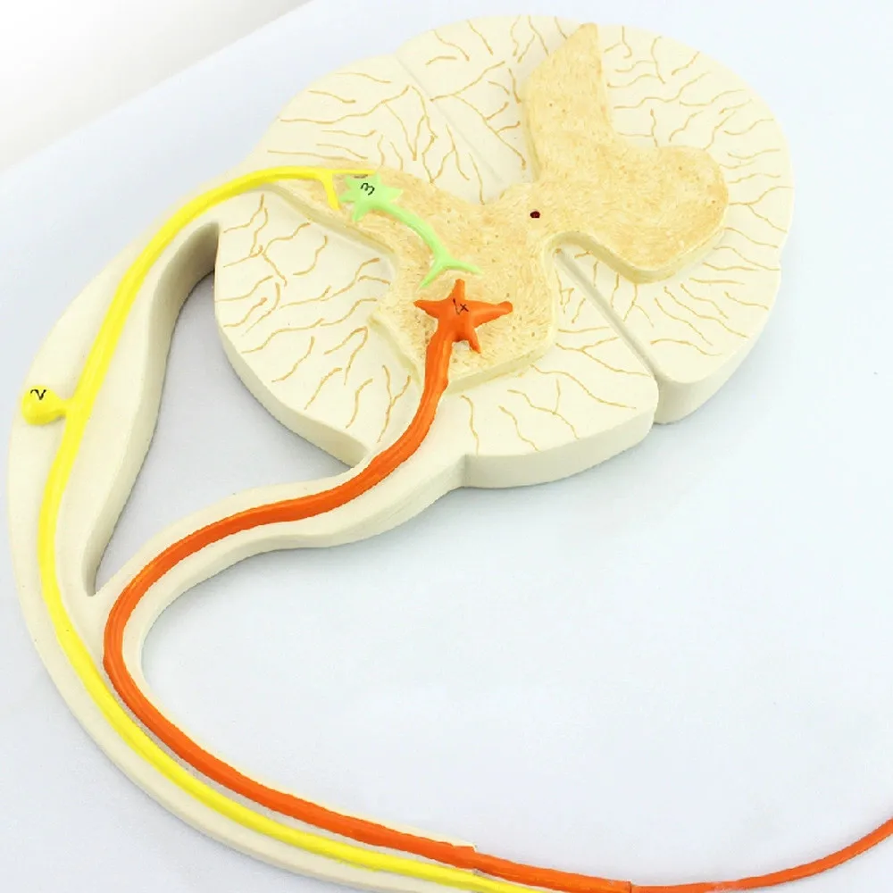 

Медицинская обучающая модель человека. Модель нейронного рефлекторной передачи. Модель нейронной дуги.
