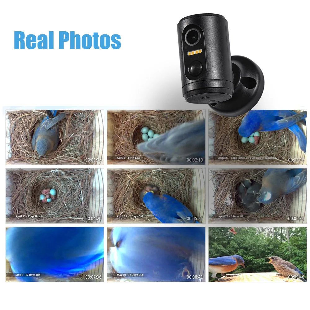 1080P Mini Bird House Camera Wifi With Battery Long Standby Indoor PIR Detection Wireless Bird Camera Feeder Video Animal Camera