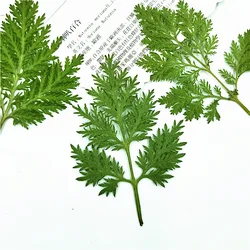 Artemisia annua-True tree leaves, dried flowers, embossed plant specimen, DIY material, dripping gum, dried flowers