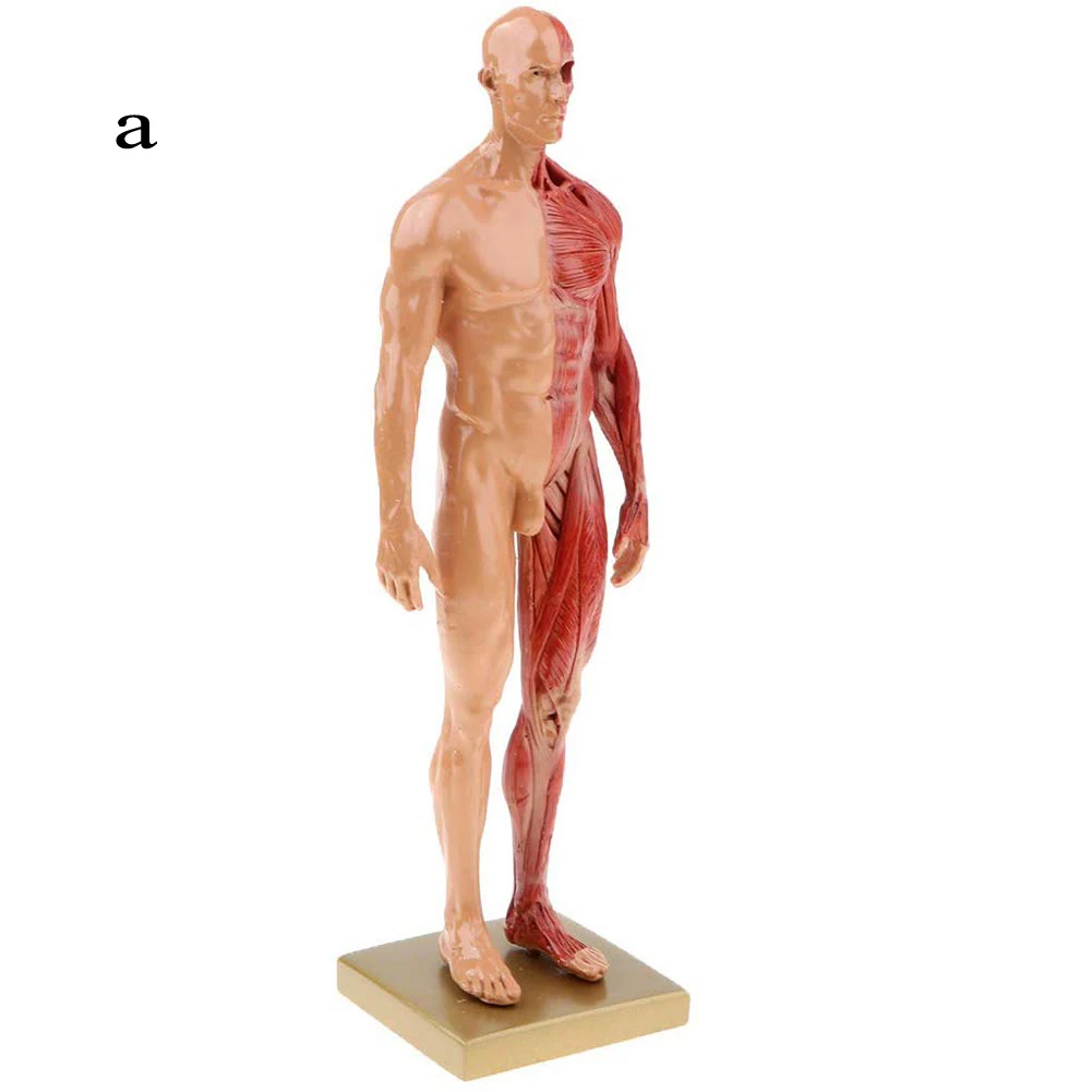 30cm Adult Muscle Skeleton Resin Human Anatomy Model Male Female For Biologia Surgical Teaching Medical Supplies And Equipment