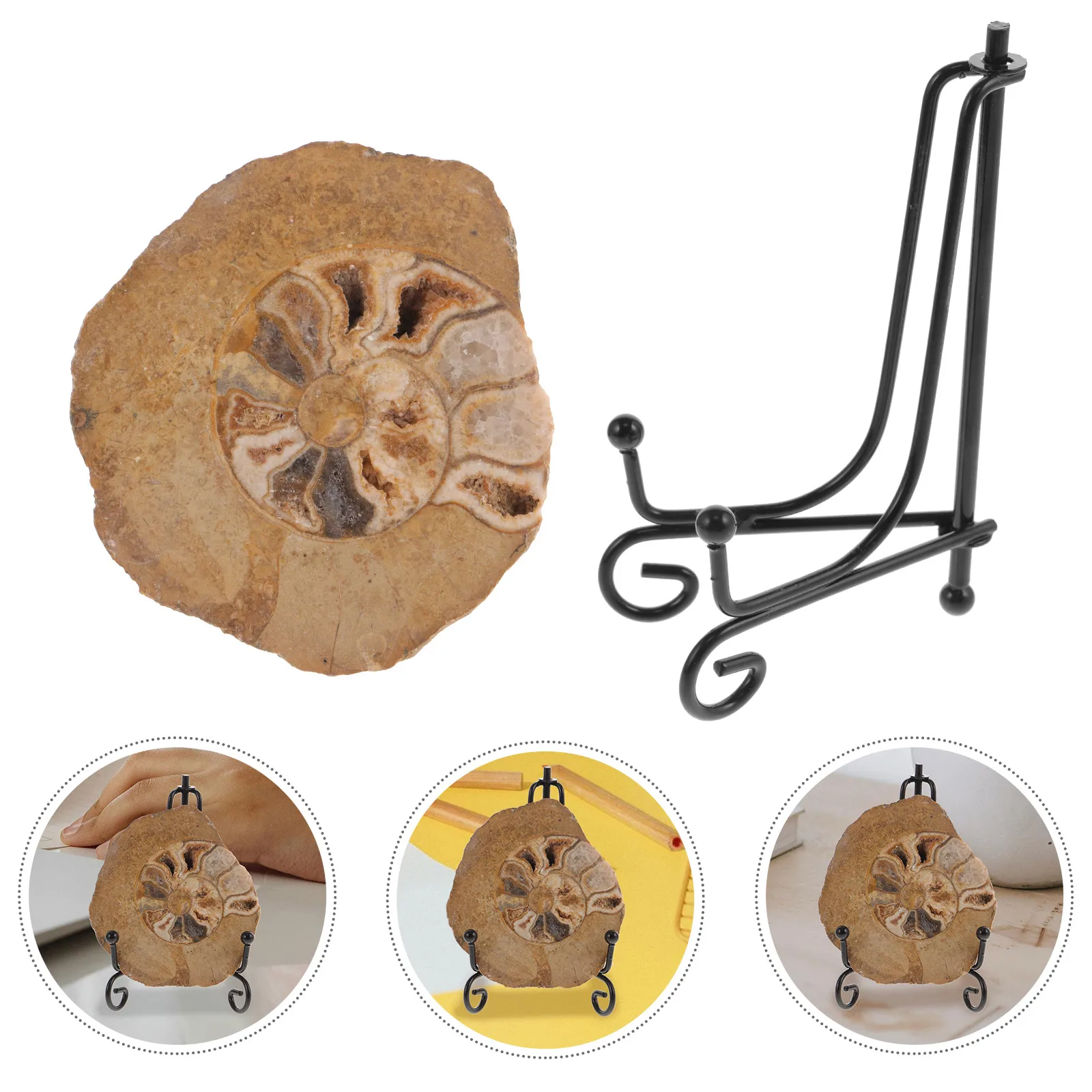 

Ammonite Specimen Colorful Patterns Natural For Collection Decor Geology Teaching Tool Mineral