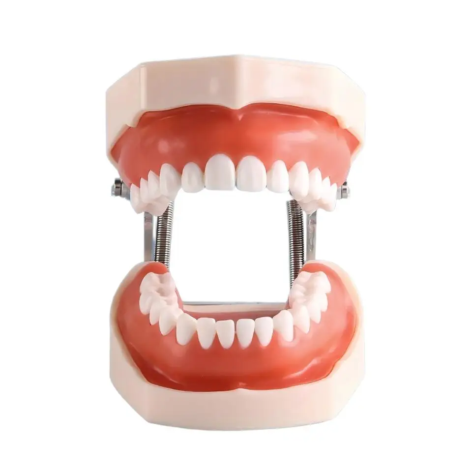 Realistic Dental Study Model 28 Screwed Removable Teeth Metal Articulator Joint for Oral Hygiene Instruction Classroom Training