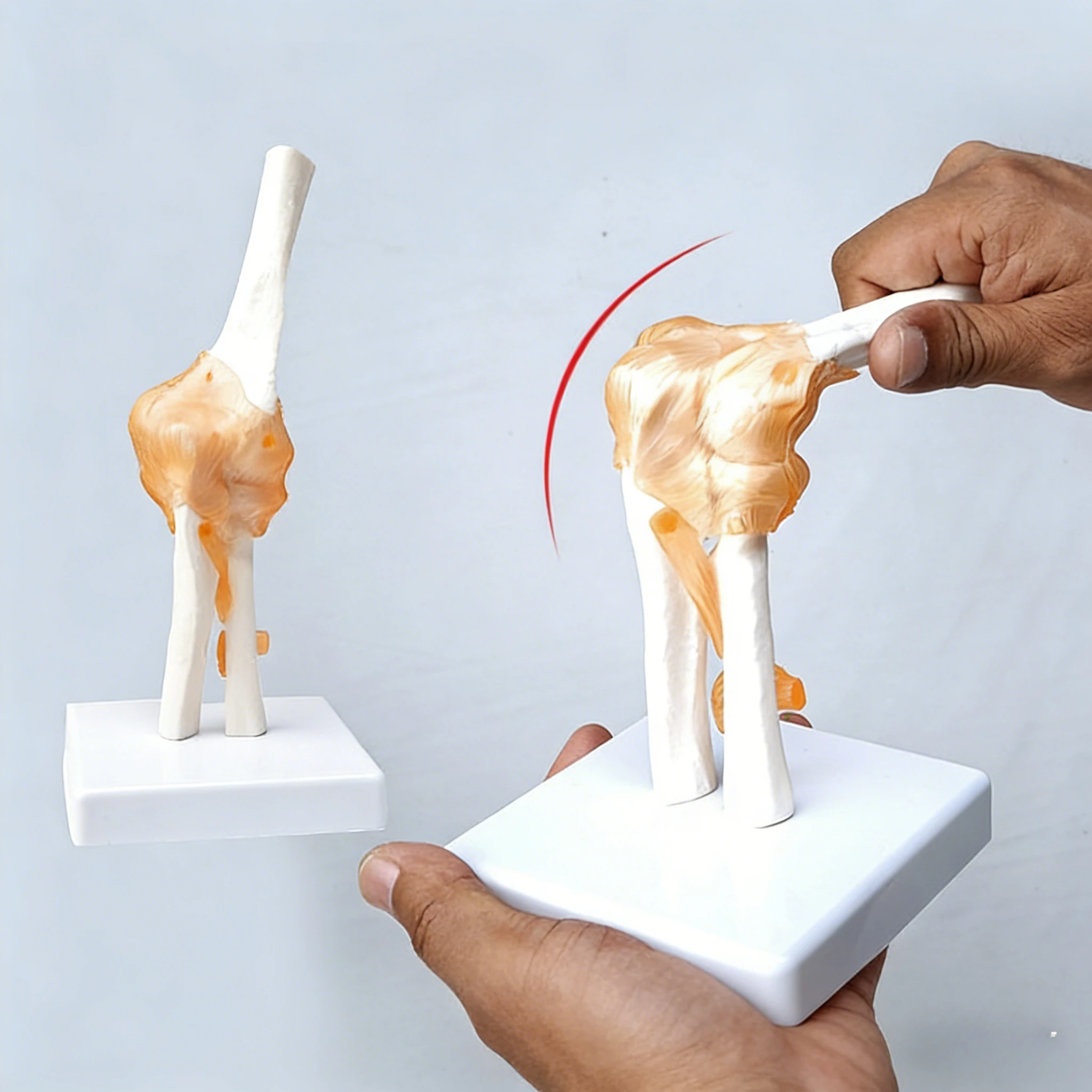 

Human Elbow Joint Model Anatomical Anatomy Elbow Joint Medical Model Orthopedics