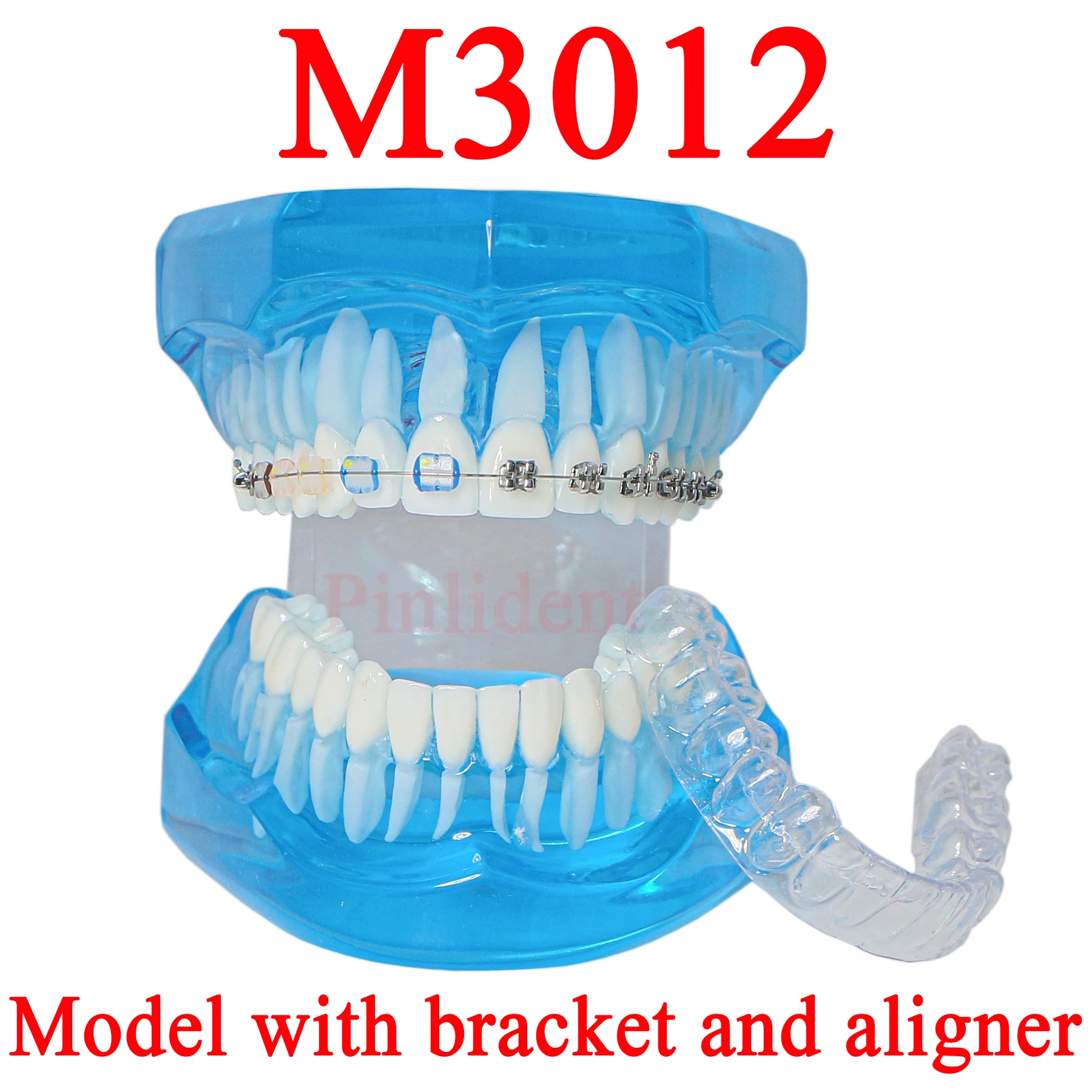 Orthodontic Teeth 1:1 Standard Demo Model Brackets Invisalign Comparison Orthodontic Braces Dental Supplies