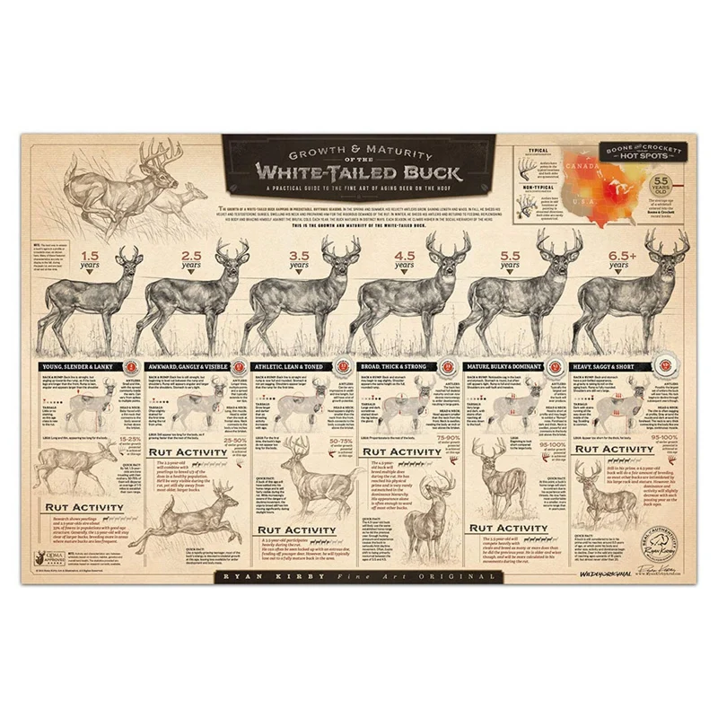 NEW-"The Growth And Maturity Of The White-Tailed Buck" Paper Prints