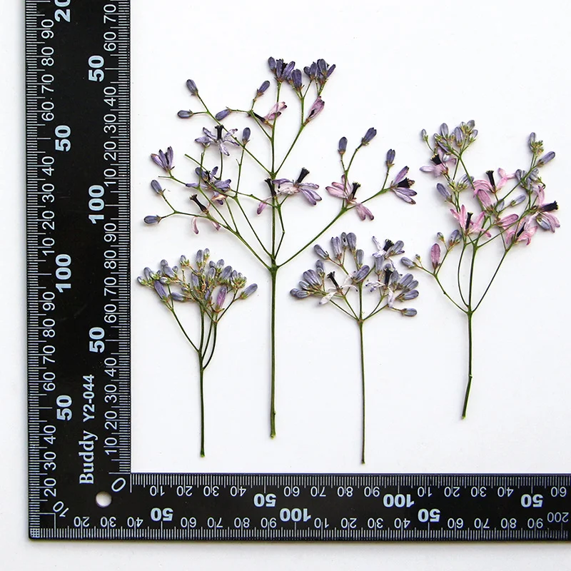 60Pcs Neem Tree Flower Branches, Dried Flower Pressed Plant Specimens, Resin Jewelry, Pressed Flower Bookmarks, Photo Frames, Leaf Art DIY Materials view 3